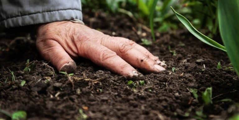 Agricultura Regenerativa: Guía Completa para Sanar el Suelo y el Planeta