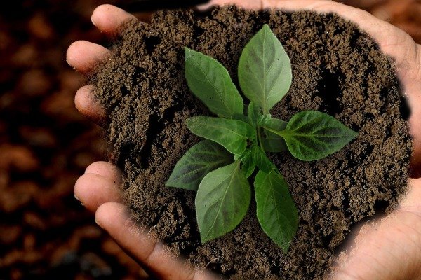 Cómo la Alimentación Regenerativa Puede Revertir el Cambio Climático