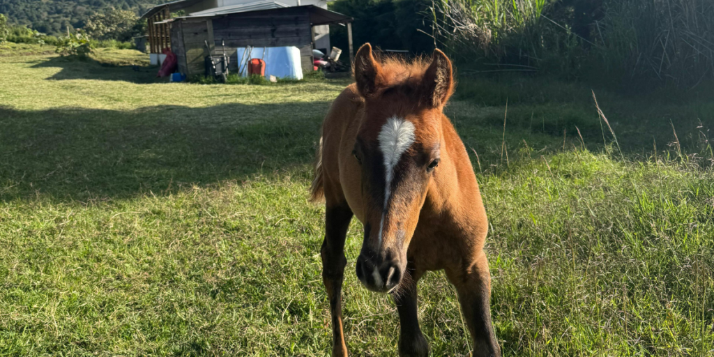 Banner rancho pacaya (3)