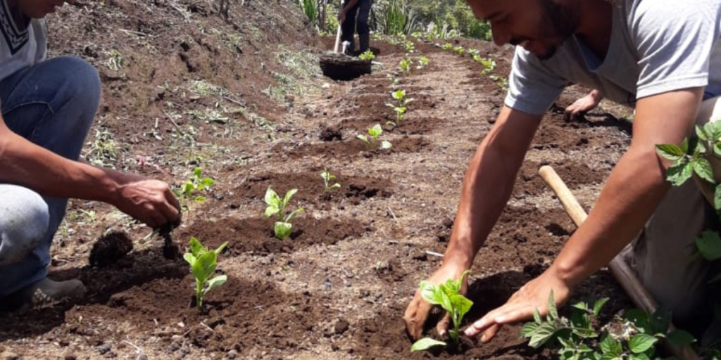 Banner rancho pacaya