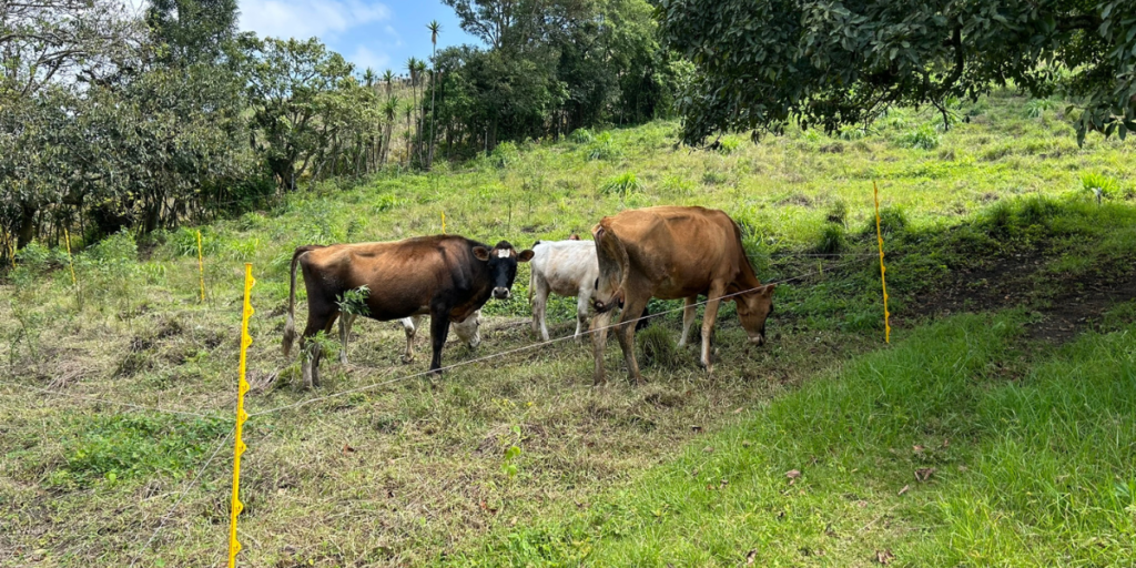 Rancho pacaya Guatemala