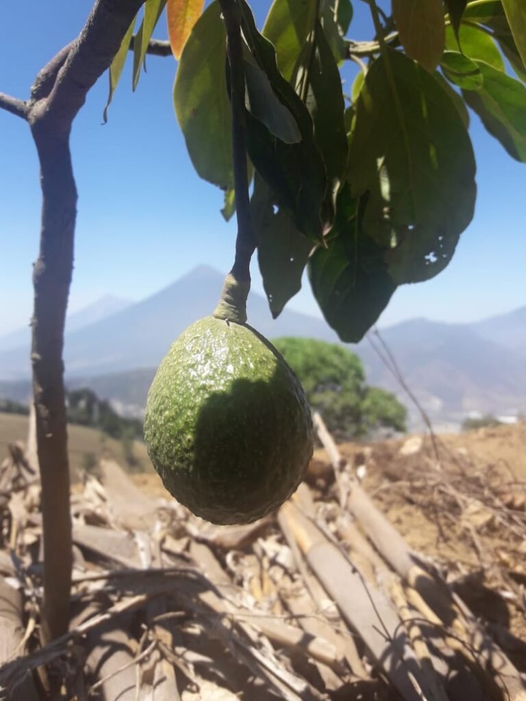 c9c97c6c-bfdc-4018-b5ba-79d68e3beaf0